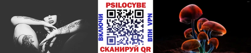 как найти Сафоново Псилоцибиновые грибы Cubensis